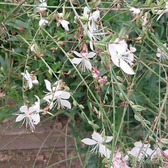 Oenothera lindheimeri Кветка