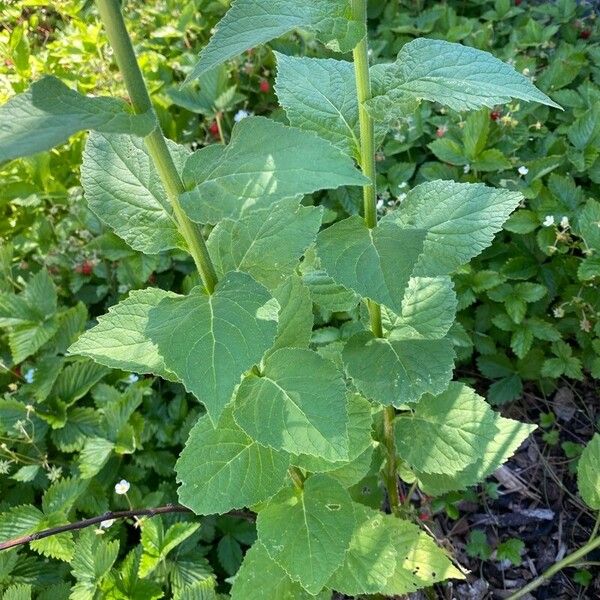 Campanula latifolia Leaf