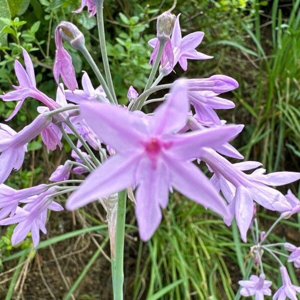 Tulbaghia violacea Цветок