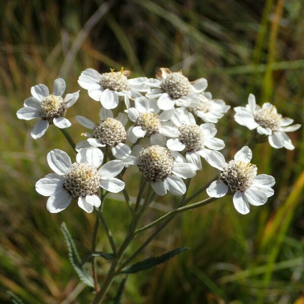 Achillea ptarmica Fiore