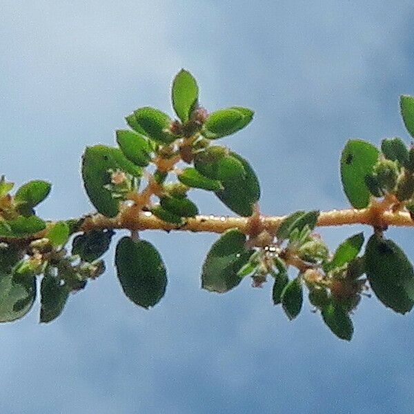 Euphorbia prostrata Floro