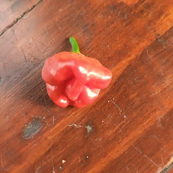 Capsicum baccatum 花