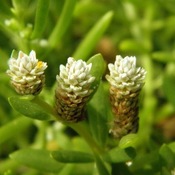 Gomphrena vermicularis फूल