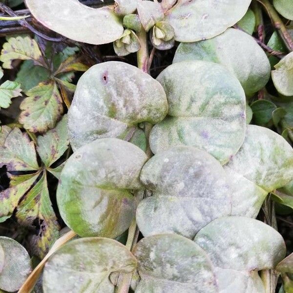 Lysimachia nummularia Leaf