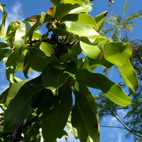 Ochna pulchra Blad