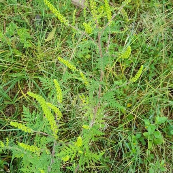 Ambrosia artemisiifolia Hábitos