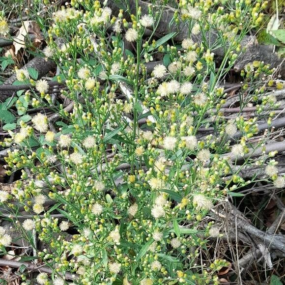 Erigeron canadensis Habit