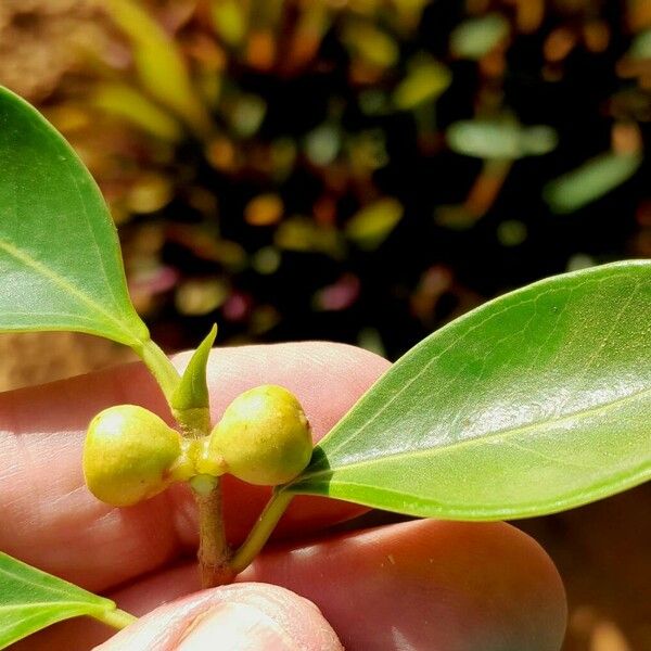 Ficus rubiginosa Fruitua