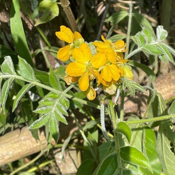 Senna hirsuta Flor