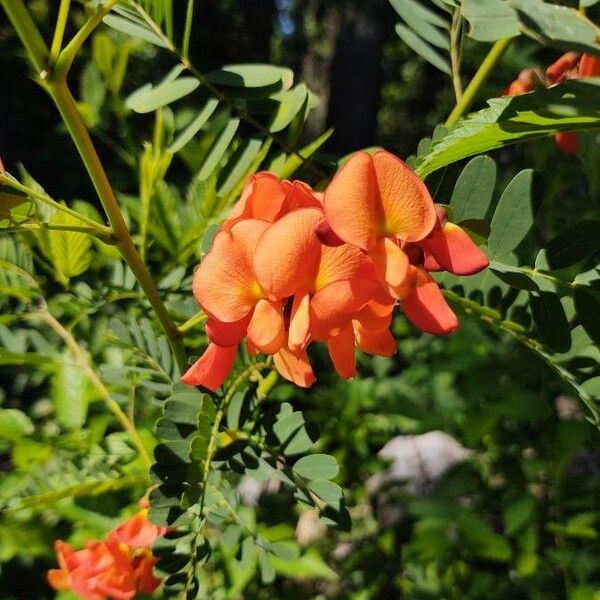 Sesbania punicea Flor