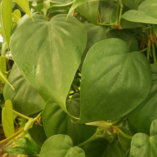 Philodendron hederaceum Φύλλο