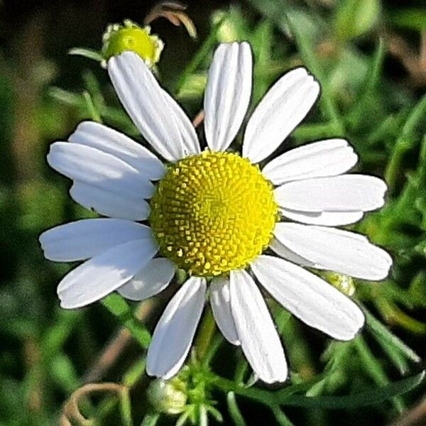 Matricaria chamomilla Flor