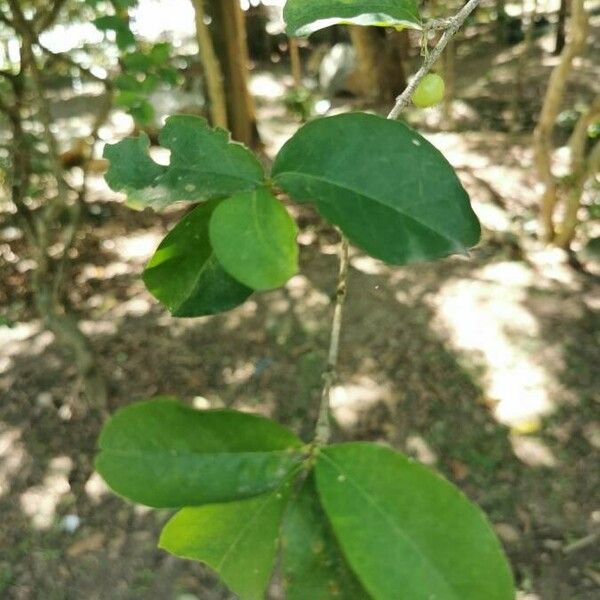 Malpighia emarginata Blad