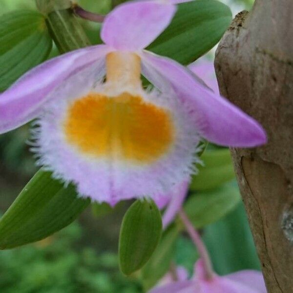 Dendrobium loddigesii ᱵᱟᱦᱟ