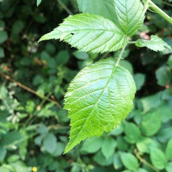 Rubus adscitus Blad