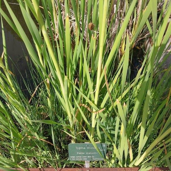 Typha minima Leaf