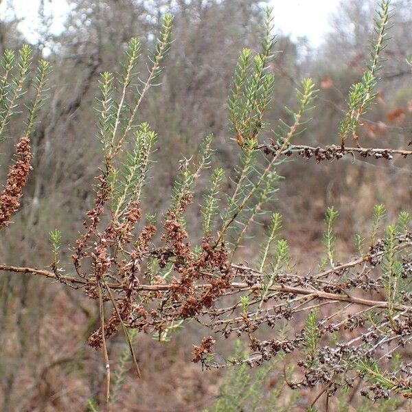 Erica scoparia Natur