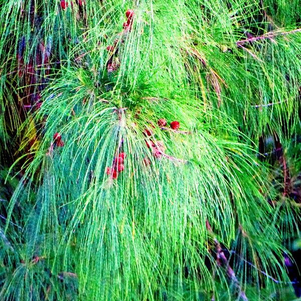 Casuarina equisetifolia Ліст