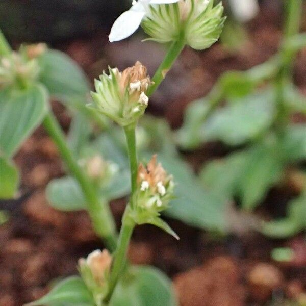 Callisia gentlei Habit