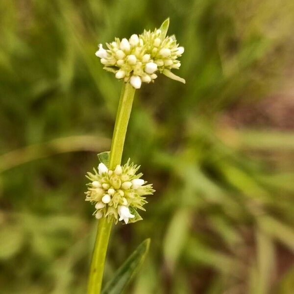 Spermacoce verticillata Virág