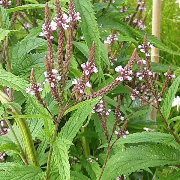 Verbena hastata ശീലം