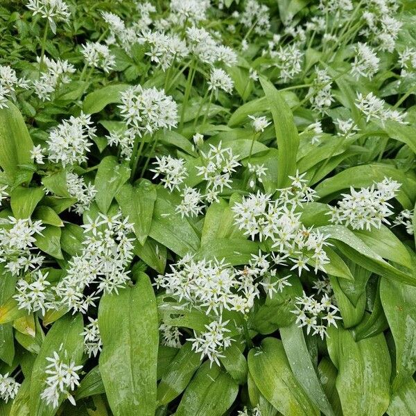 Allium ursinum Flower