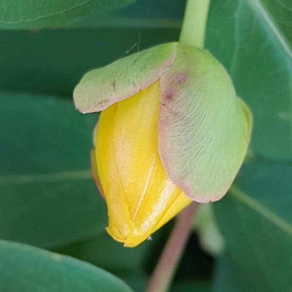 Hypericum calycinum Beste bat