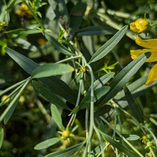 Coreopsis tripteris Лист