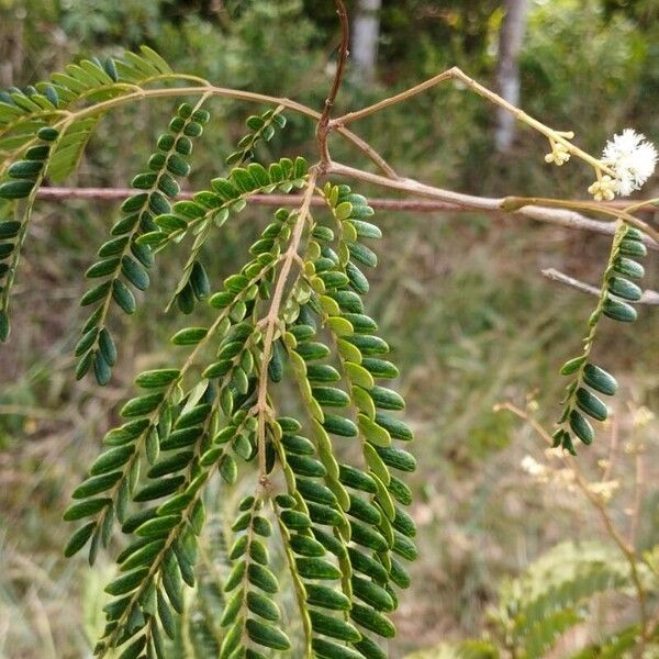 Senegalia polyphylla برگ