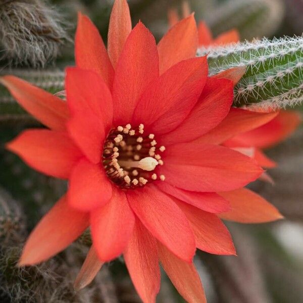 Echinopsis chamaecereus 花