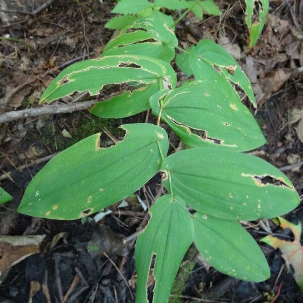 Uvularia perfoliata Leaf