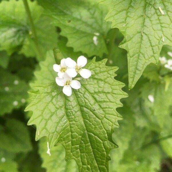 Alliaria petiolata Blatt