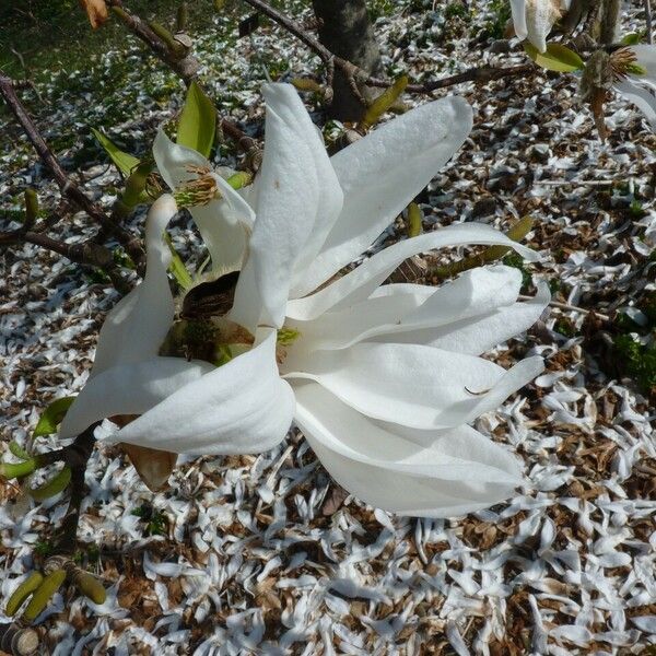 Magnolia salicifolia Blüte