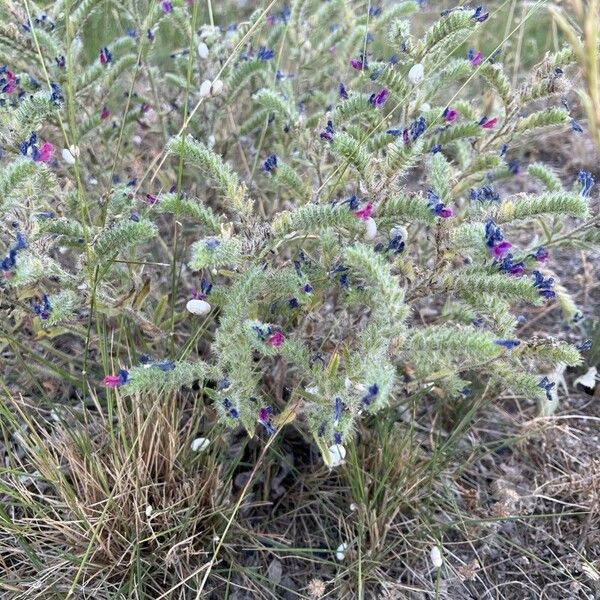 Echium sabulicola পাতা