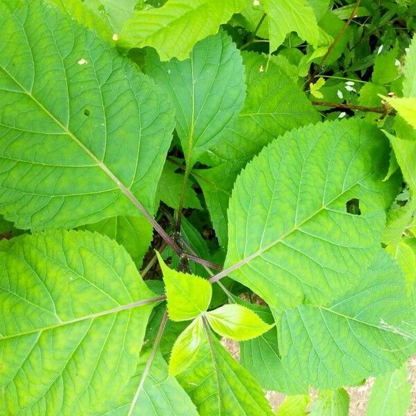 Collinsonia canadensis 葉