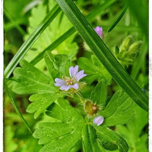 Geranium pusillum Flor