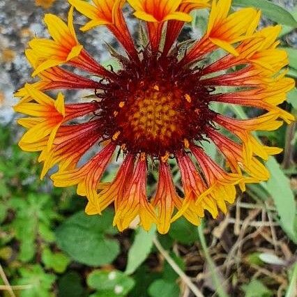 Gaillardia pulchella 花