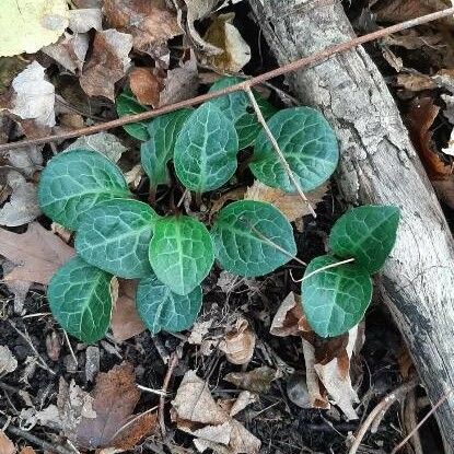 Pyrola picta Leaf