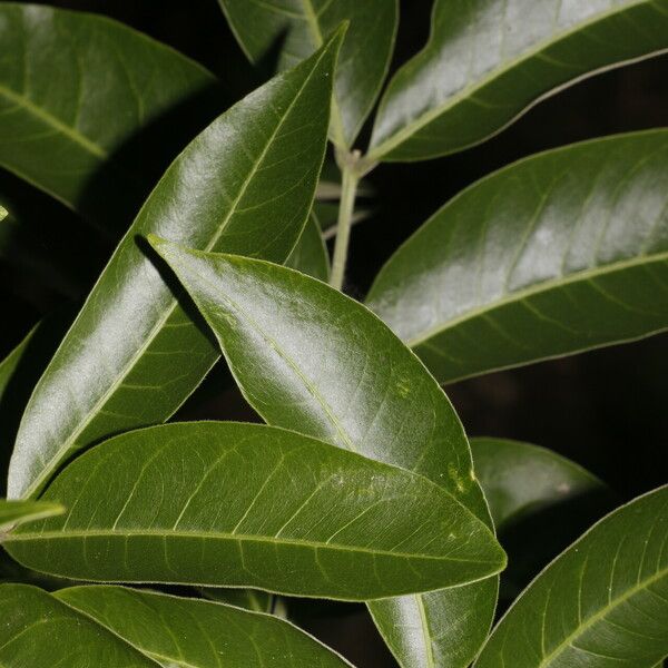 Sapindus saponaria Fruit