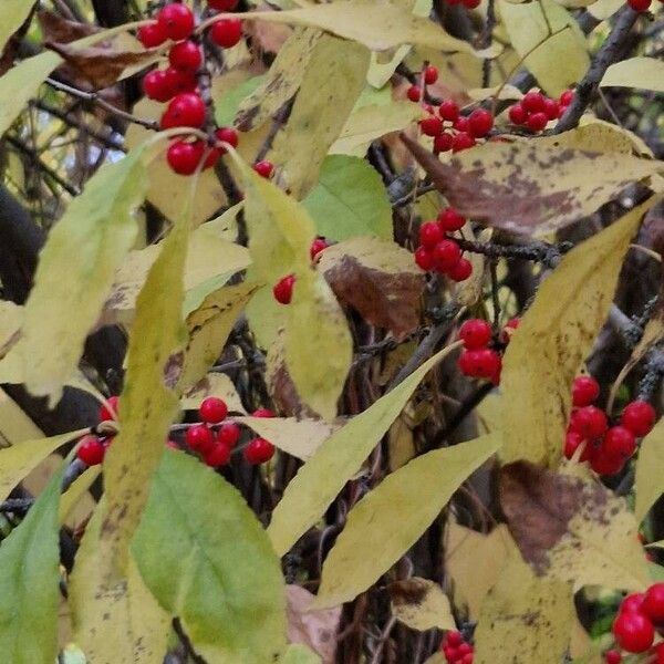 Ilex decidua Costuma