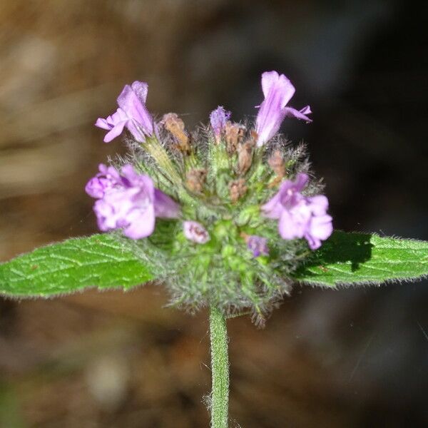 Clinopodium vulgare 花