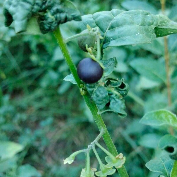 Solanum americanum Fruit