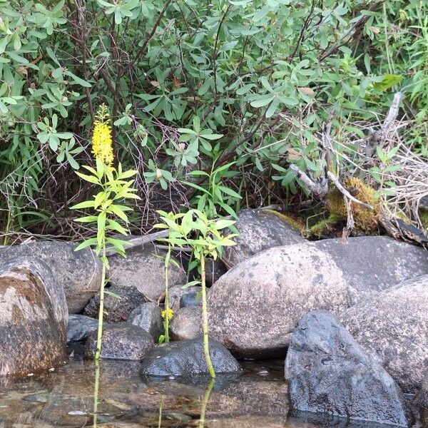 Lysimachia thyrsiflora 花