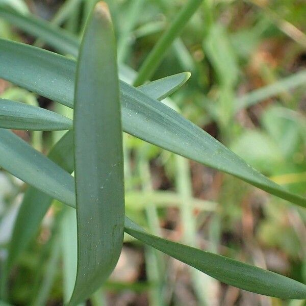 Narcissus poeticus Feuille