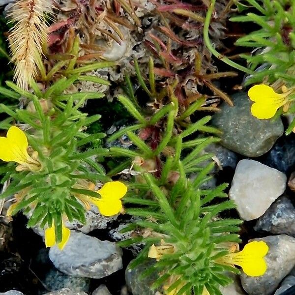 Ajuga chamaepitys Vivejo