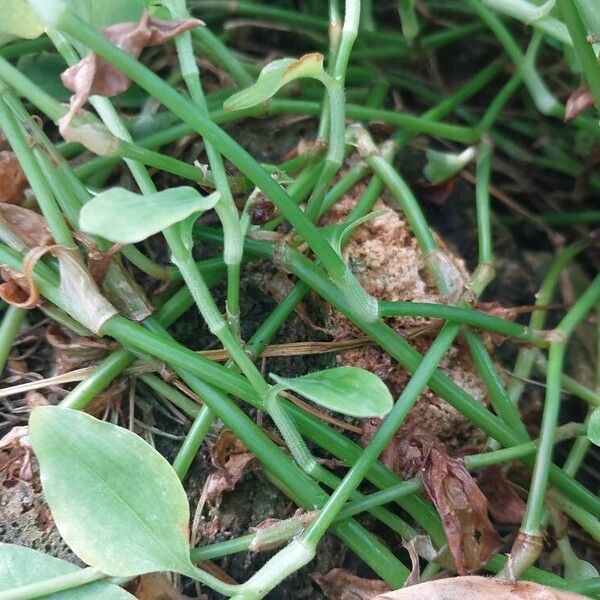 Commelina benghalensis 樹皮