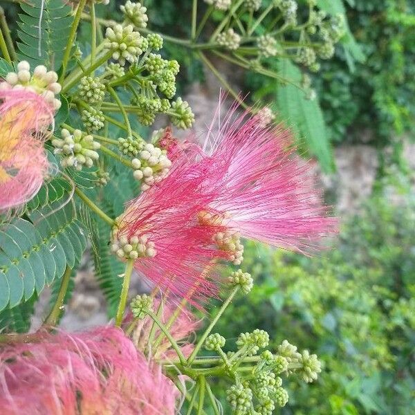 Albizia julibrissin Virág