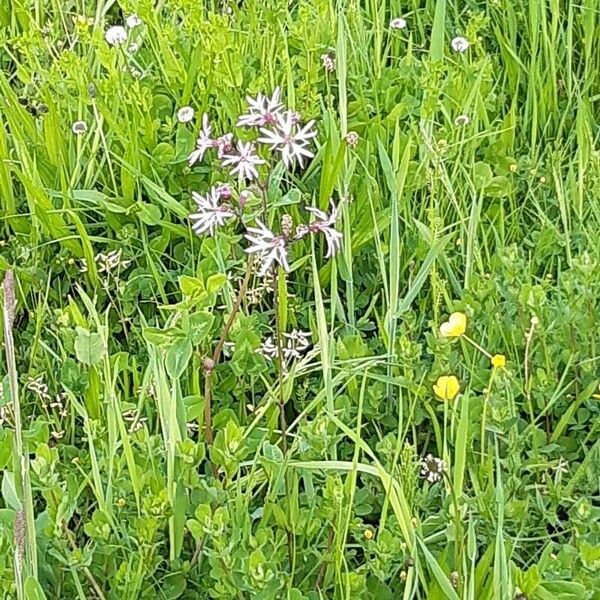 Lychnis flos-cuculi Habitat