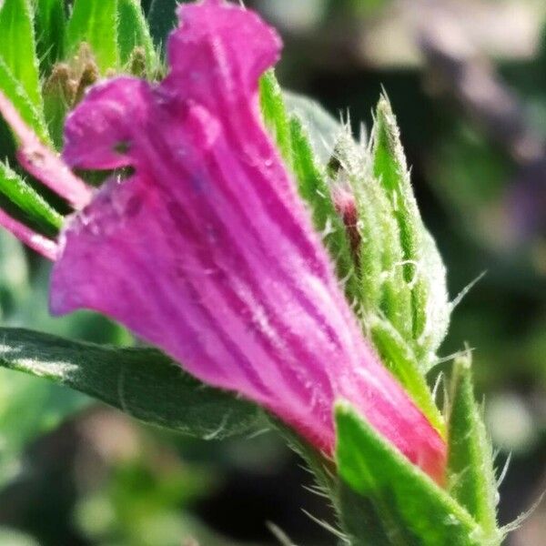 Echium rosulatum Flower