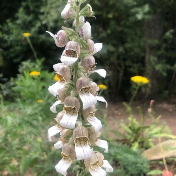 Digitalis lanata Λουλούδι